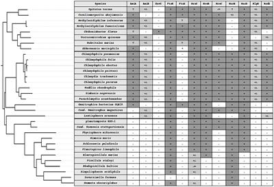 Evolutionary Cell Biology of Division Mode in the Bacterial Planctomycetes-Verrucomicrobia- Chlamydiae Superphylum